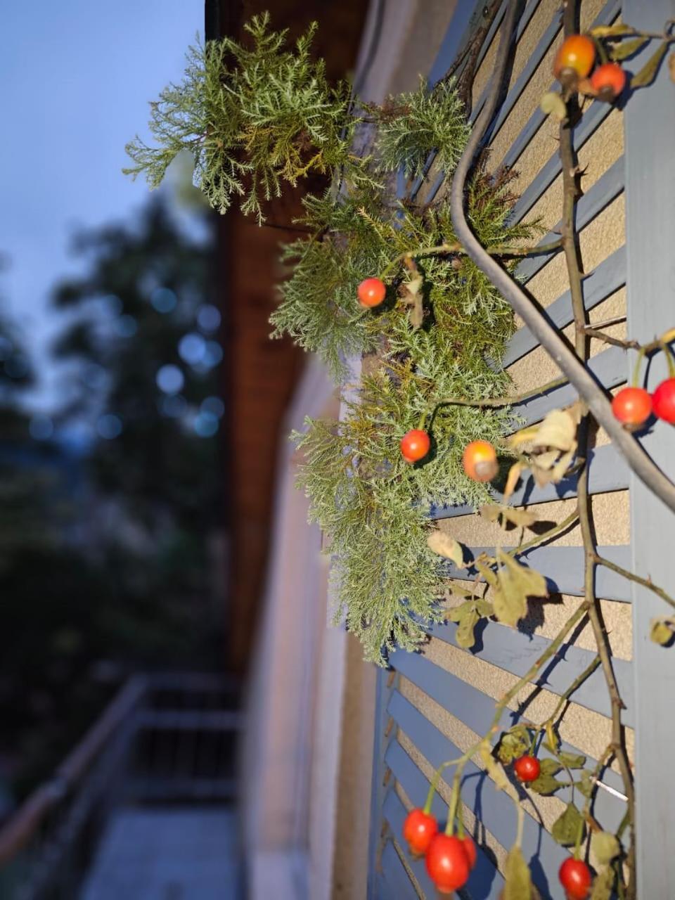 Guest House Likani 2017 Borjomi ห้อง รูปภาพ